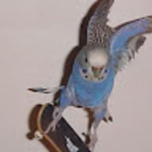 Meet your Posher, Robin